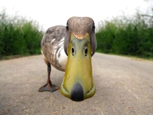 Ente