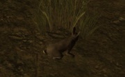 RUst Rabbit
