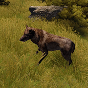 Wolf new