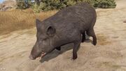 Boar View
