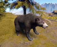 Bear new