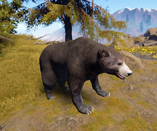 Bear new