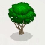 OakTree