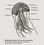 Medusa
