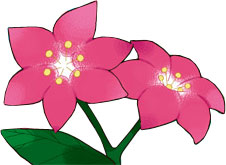 Flor glacidea