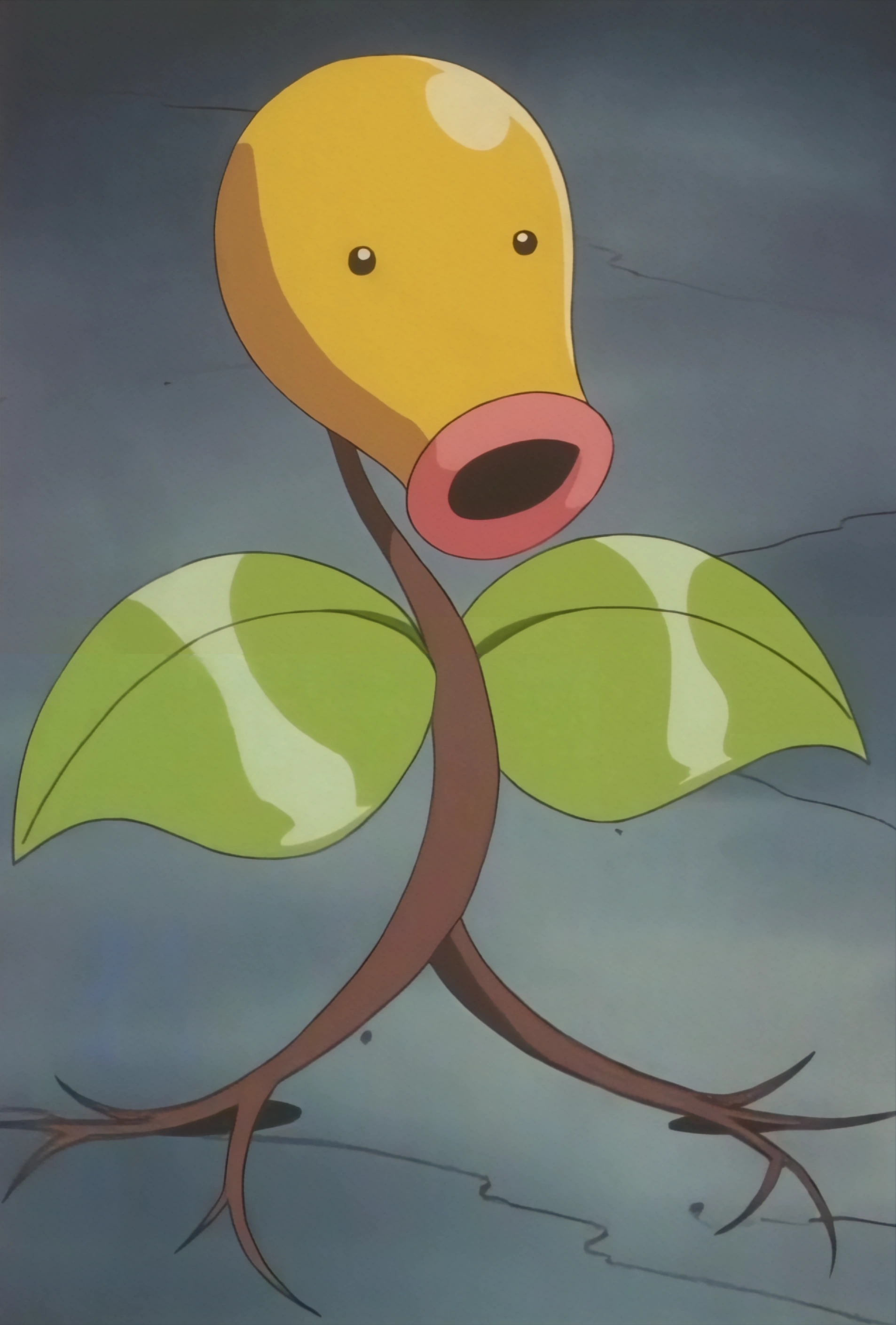 Old Man Shuckle Pokémon Wiki Fandom