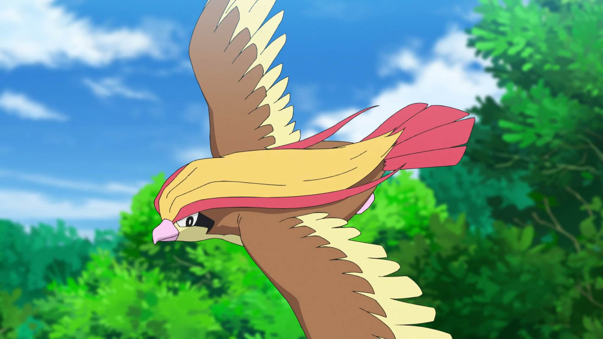 Pidgeot Anime Pokémon Wiki Fandom