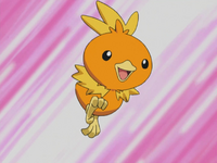 May Torchic