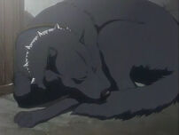 Lucas wolf10