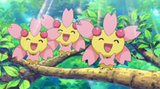 800px-Cherrim anime (2)