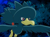 Murkrow Paula