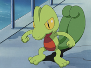 Ash Treecko