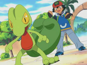 Ash's Treecko