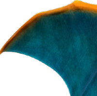 Charizard Pokken Tournament Wiki Fandom