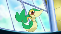 Snivy Pokémon