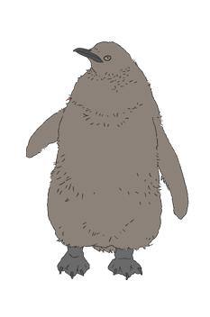 King Penguin Chick Polar Bear Cafe Fandom