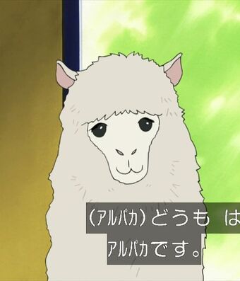 Alpaca Polar Bear Cafe Fandom