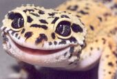The purple gecko