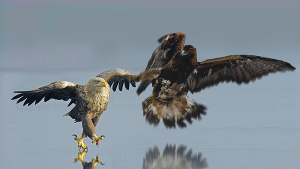 falcon vs eagle who would win