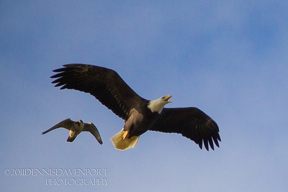 eagle vs falcon