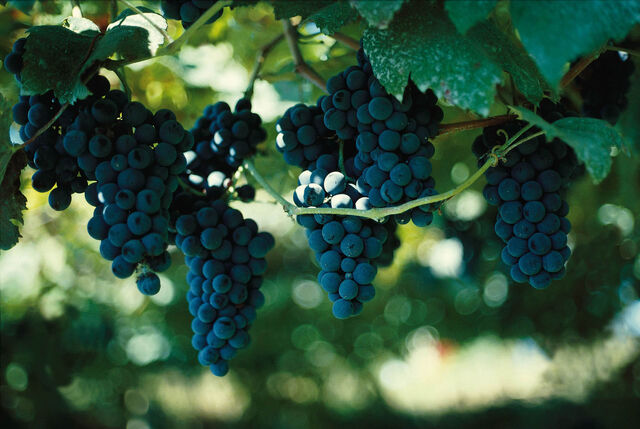 File:Grapes(1).jpg