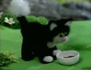 jess the cat teddy