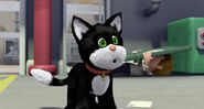 jess the cat teddy