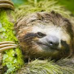 Sloth7