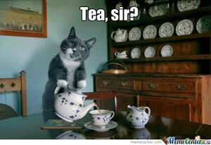 Tea cat
