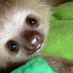 Sloth8
