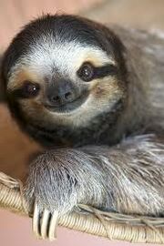 Sloth9