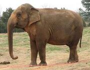 Elephante