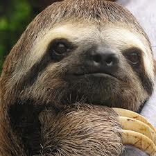 Sloth2