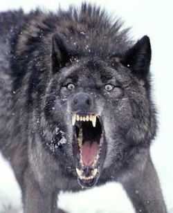 Wolf