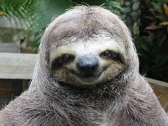 Happy-smiling-sloth