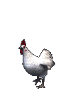 Chicken dance
