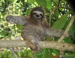 Sloth1