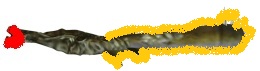 Dr36