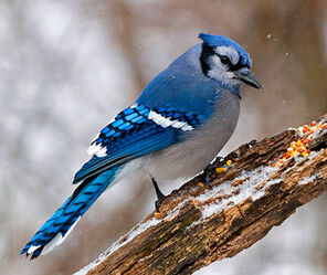 Blue jay 8