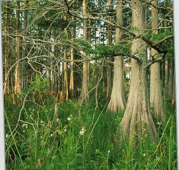 Swamp of despair