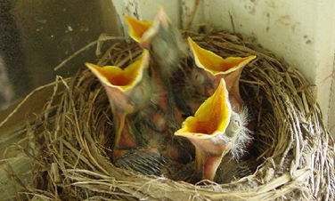 Birdbabies