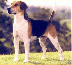 Foxhound