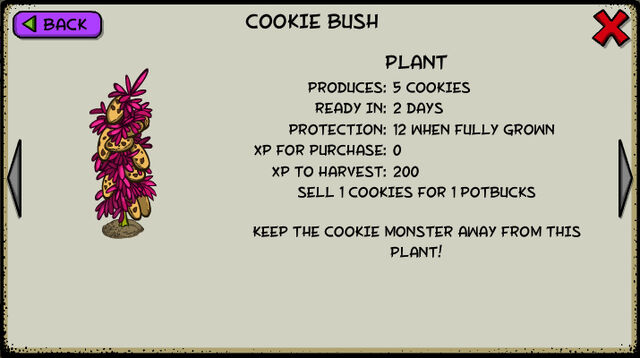 File:Cookie bush.jpeg