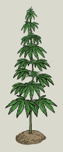 Hemp