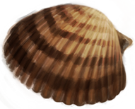 Sea-shell-lrg