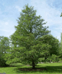 Alder