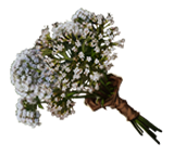 Valerian-sprigs-lrg