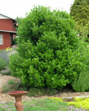 Bay-laurel-tree