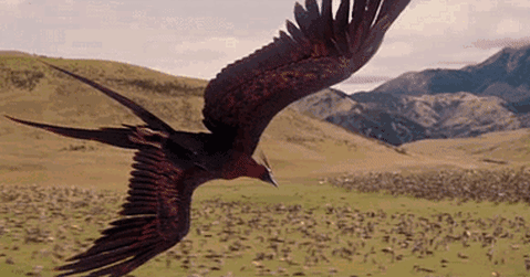 golden phoenix golden phoenix