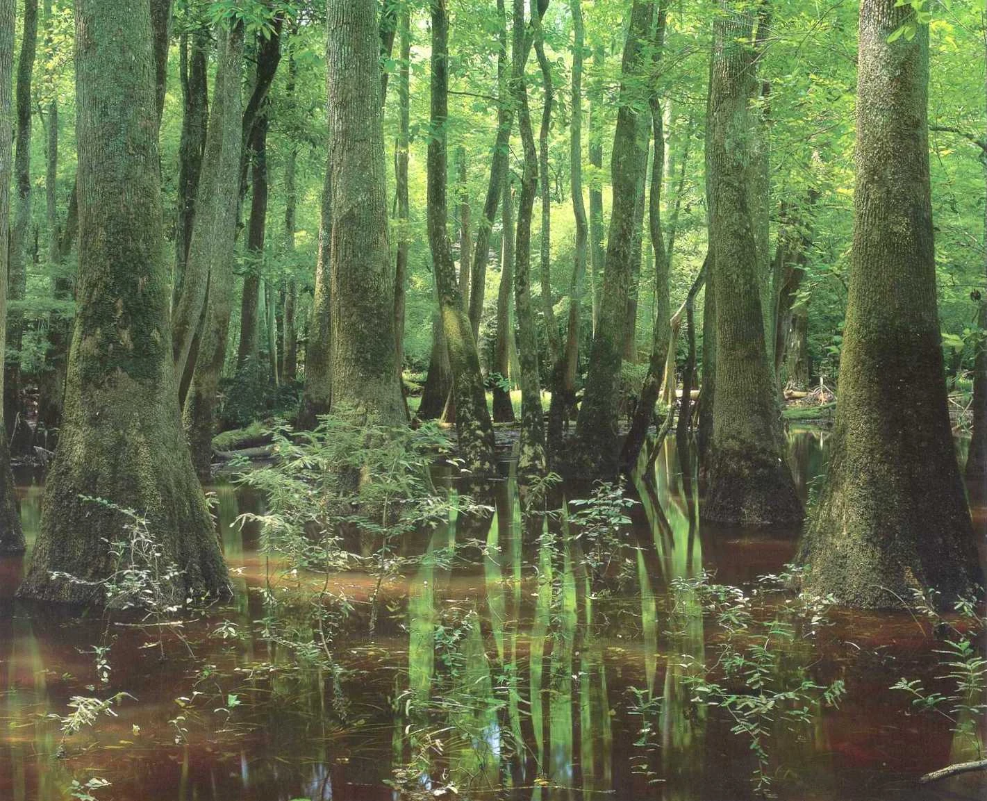Wetland Adaptation Superpower Wiki FANDOM powered by Wikia